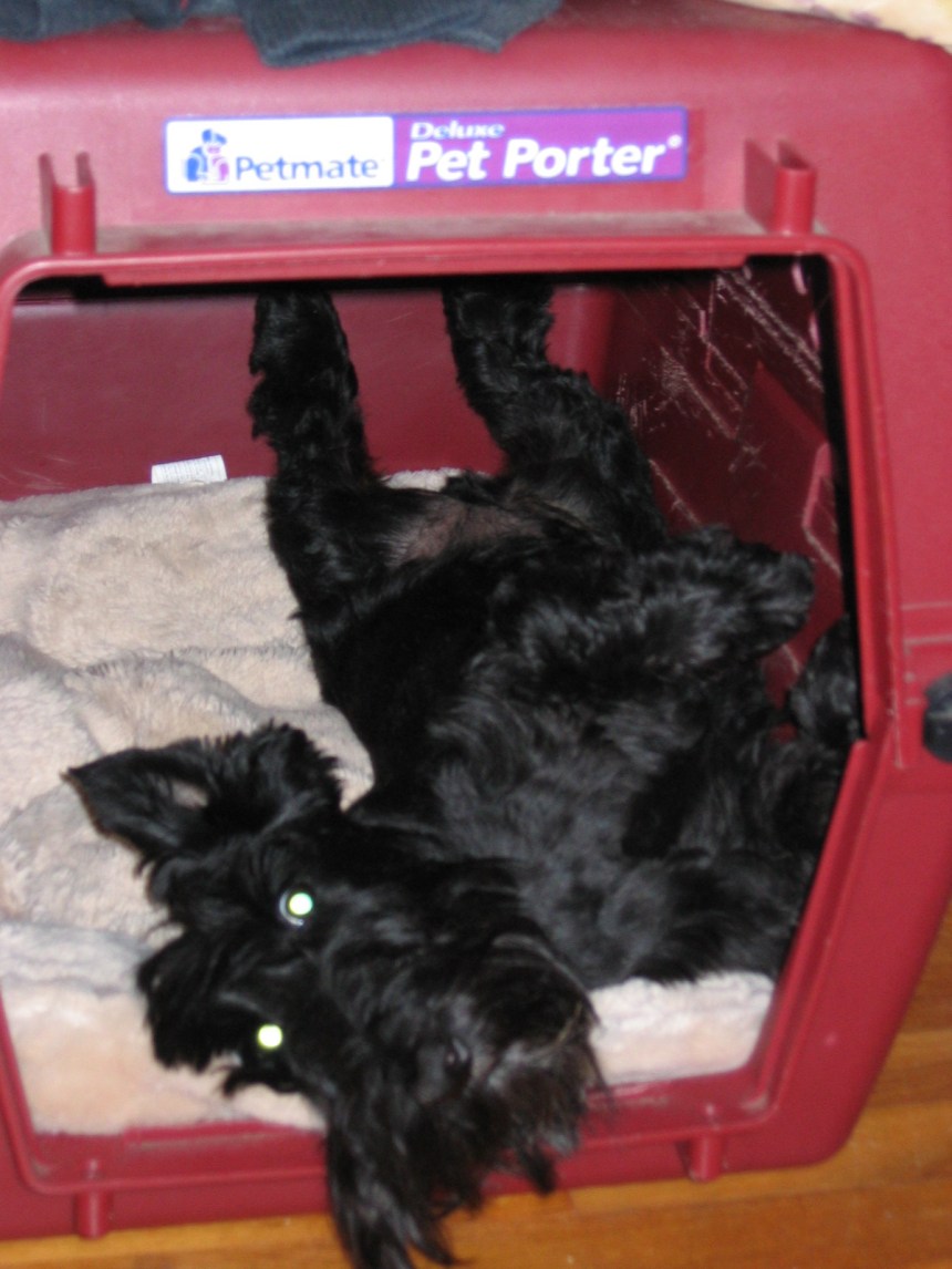 Ronan MacScottie chilling