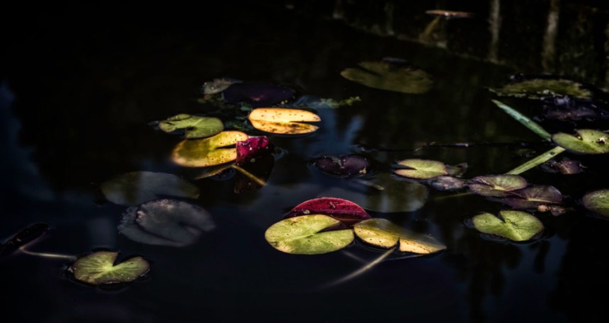 Lily Pads - Reynolda Gardens, Winston-Salem, NC