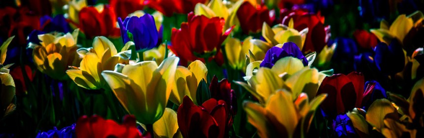 Tulips
