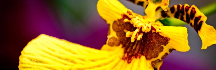 Orchidelirium: Let's Dance