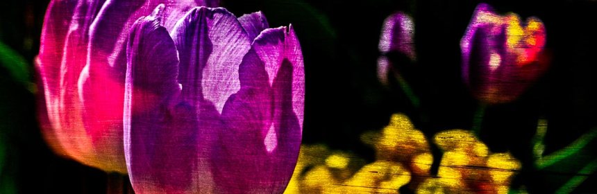 Backlight---tulips