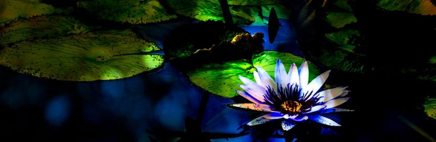 Xanadu---water lily photography
