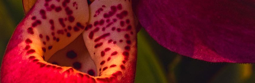 Labellum-lady-slipper-orchid