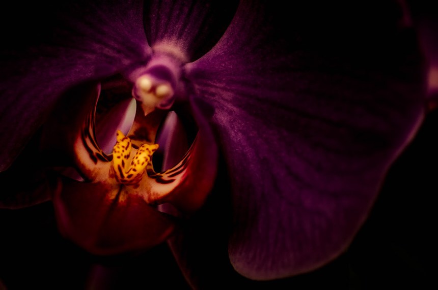 orchid photo