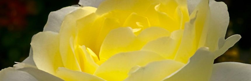 Summer-solstice-yellow-rose