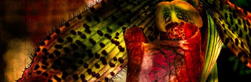 Her-Majestys-Clipper-orchid