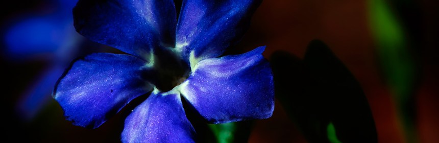 Beltane-Fires - periwinkle macro
