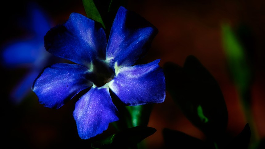 Beltane-Fires - periwinkle macro